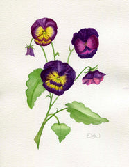 Pansies