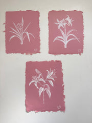 Crinum Lily 'Stars and Stripes'