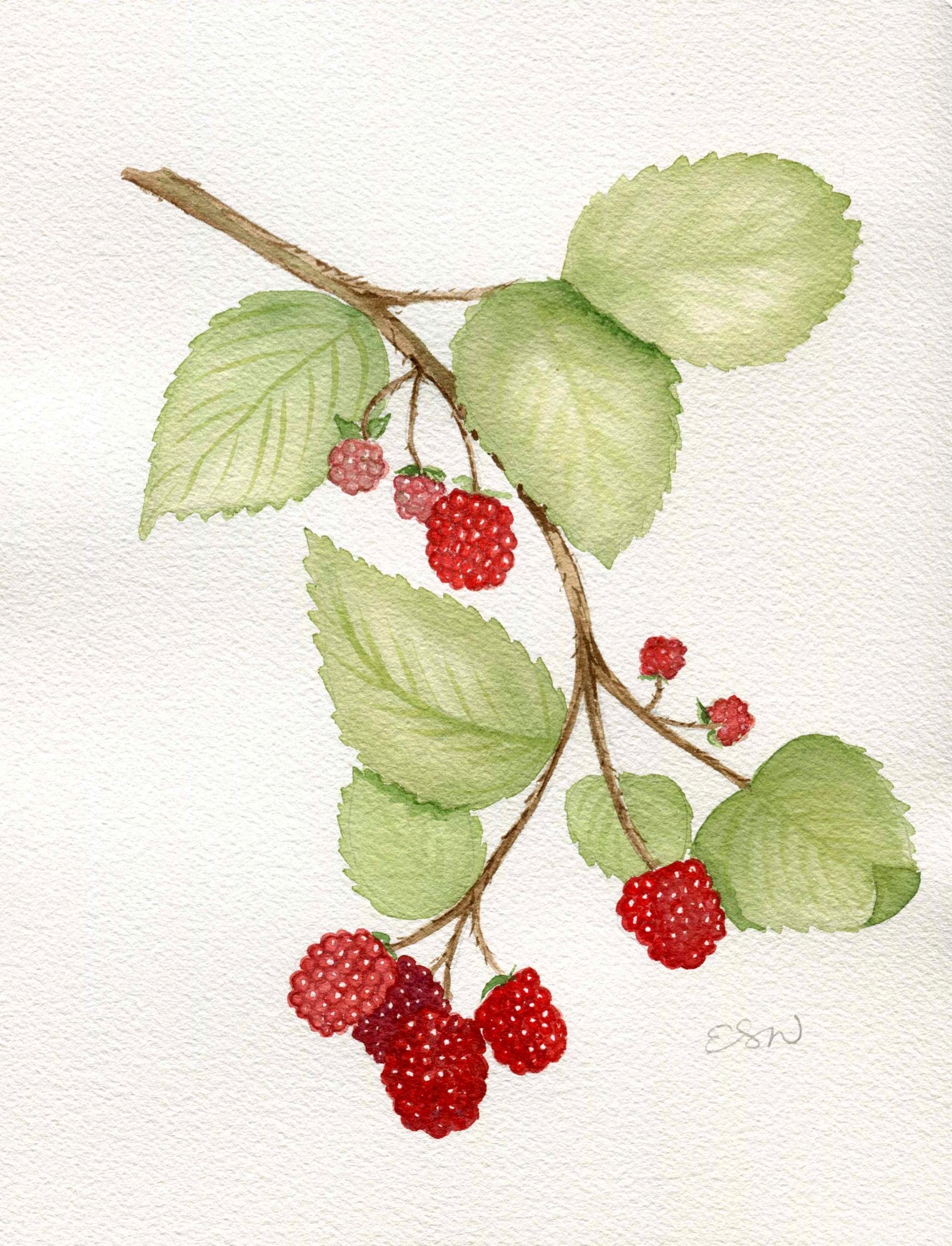 Raspberries