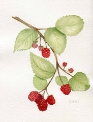 Raspberries