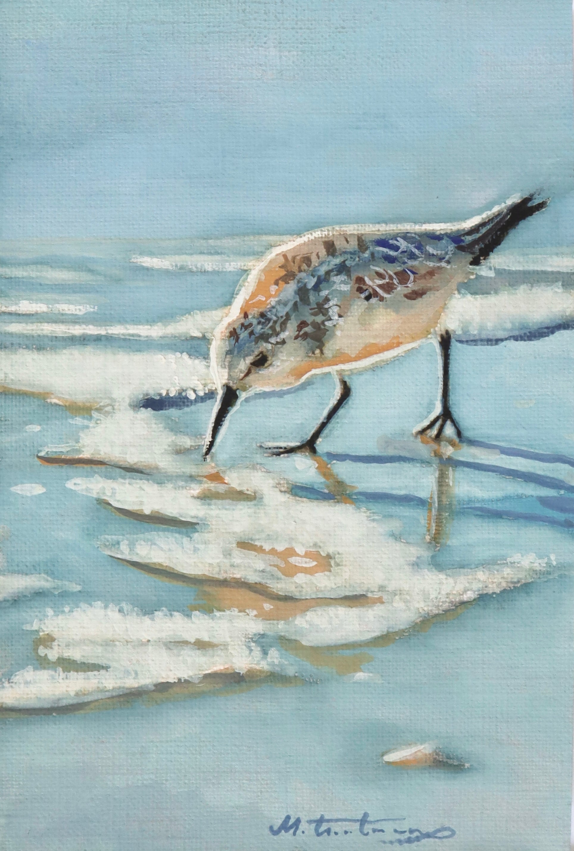 Sanderling