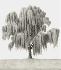 Nashville Willow - Limited Edition Print
