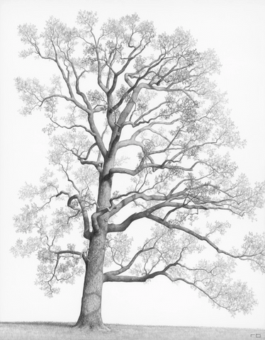 Chickering Tree - Limited Edition Print