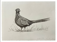 Pheasant Study