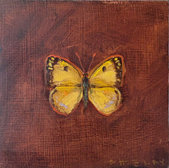 Clouded Sulphur Butterfly