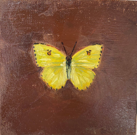 Cloudless Sulphur Butterfly