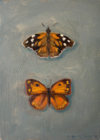 American Snout & Orange Sulphur Butterfly