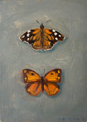 American Snout & Orange Sulphur Butterfly