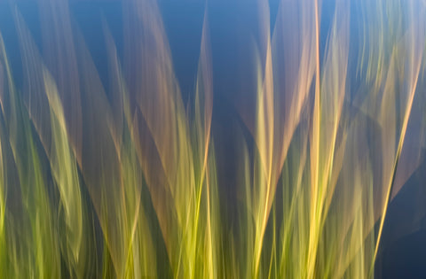 Marsh Reeds #15029