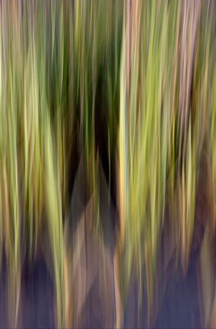 Marsh Reeds #36530