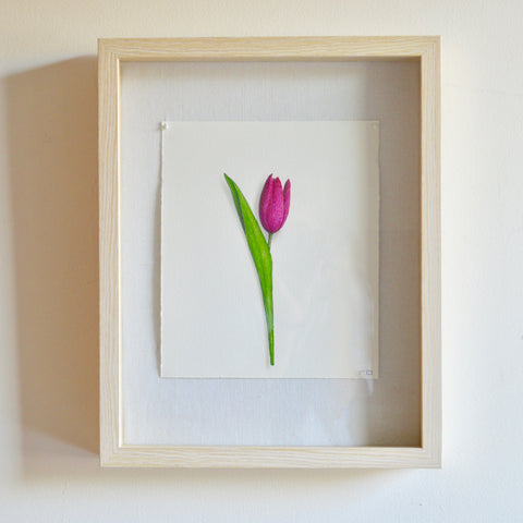 Petite Tulip