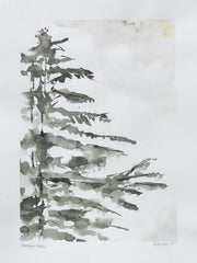Deodora Cedar