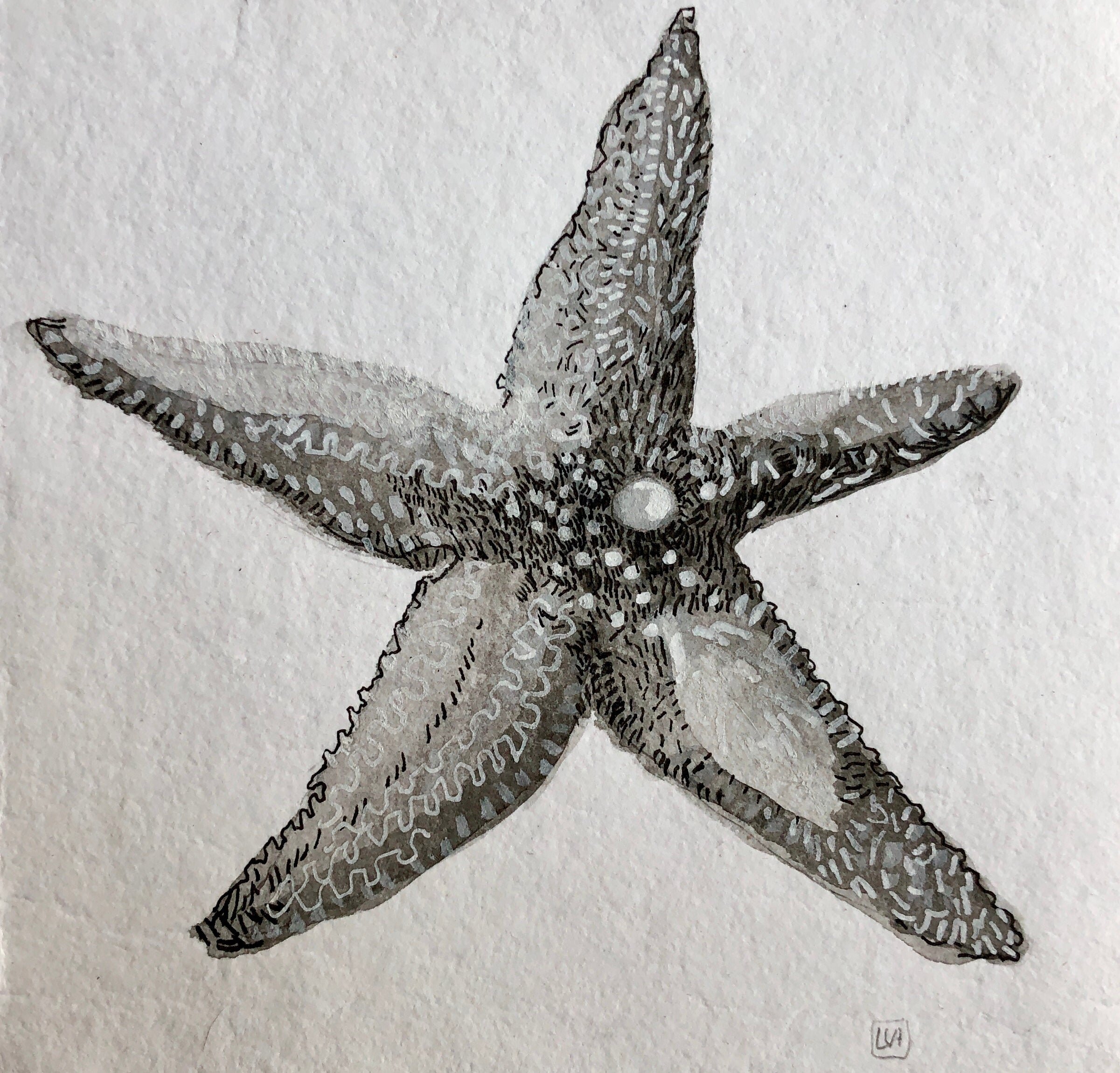 Premium Photo | Black and white drawing of a starfish on a white background